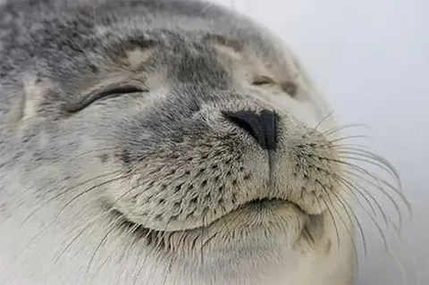Seal of Approval